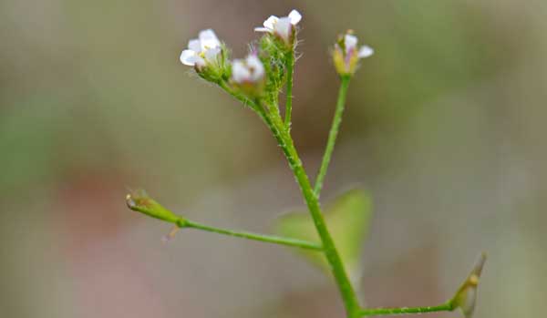 Capsella bursa-pastoris, Shepherdspurse, Southwest Desert Flora